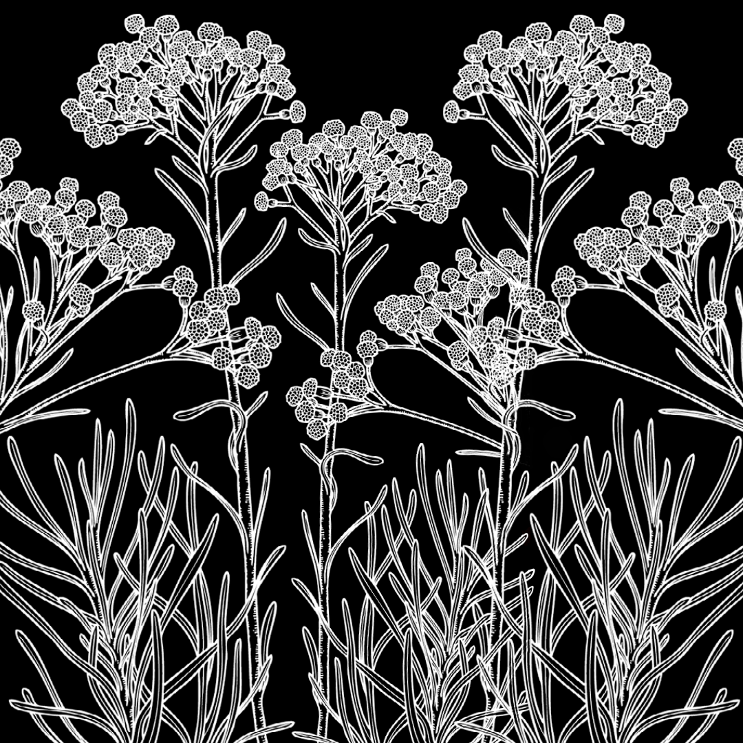 Illustration en noir et blanc d'immortelle corse. Le style de l'illustration rappelle un mélange entre les anciennes illustrations botaniques et un tatouage.