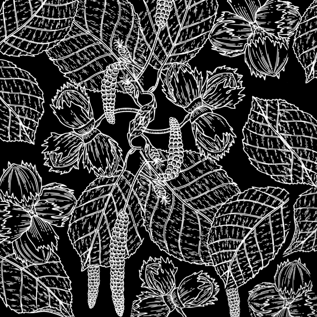 Illustration en noir et blanc de noisettes. Le style de l'illustration rappelle un mélange entre les anciennes illustrations botaniques et un tatouage.