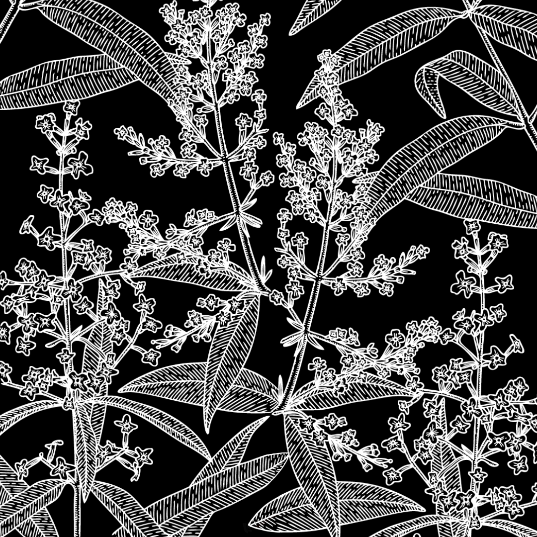 Illustration en noir et blanc de verveine citronnée. Le style de l'illustration rappelle un mélange entre les anciennes illustrations botaniques et un tatouage.