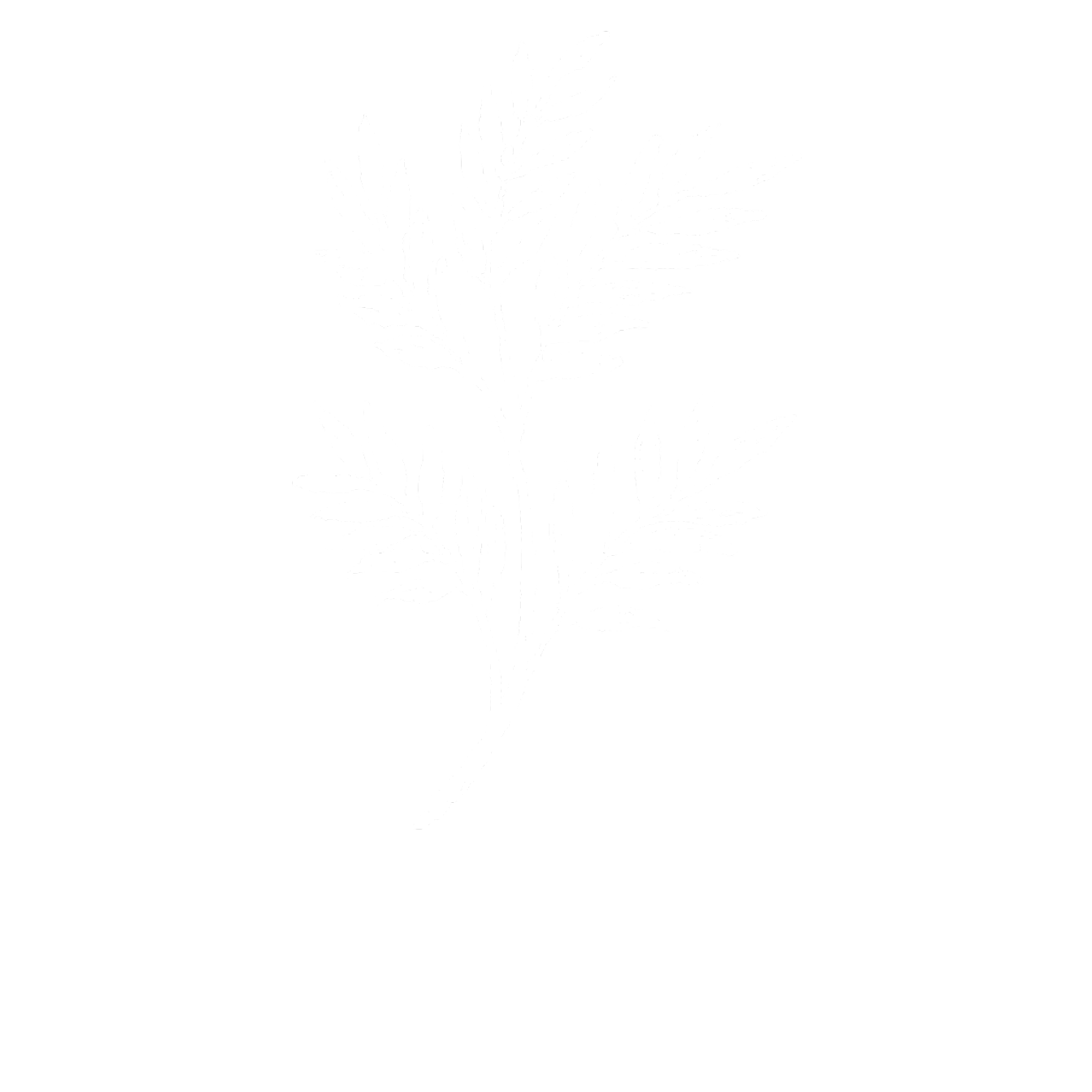 Icône représentant une plante pour symboliser le fait que les produits de la marque OPHÉO soient 100% d'origine naturelle.