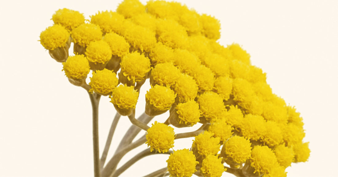 Fleur d'immortelle corse Helichrysum italicum sauvage du maquis méditerranéen