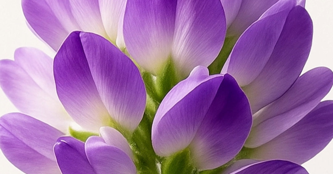 Bakuchiol : l’alternative naturelle au rétinol