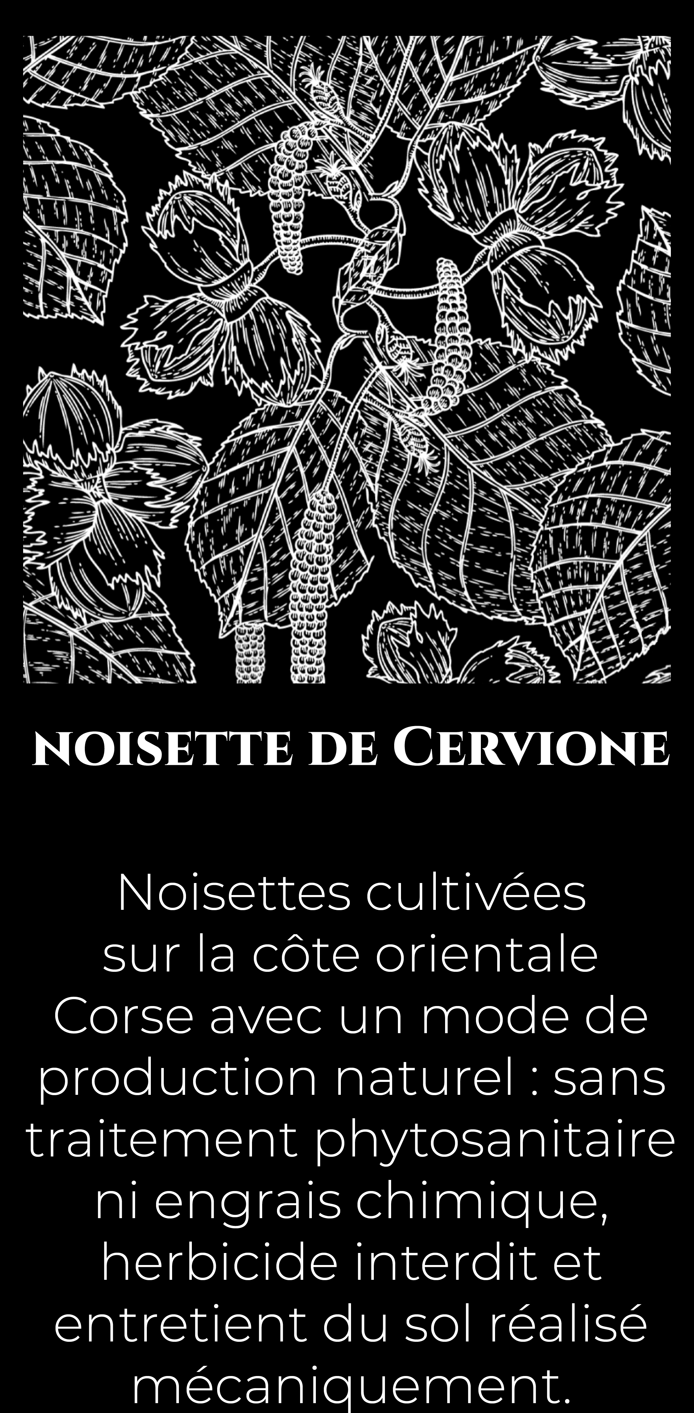 Illustration botanique de noisette avec un texte explicatif sur la noisette de Cervione IGP.